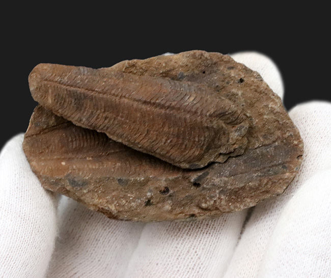 謎多きサンゴの一種、コニュラリア(Conularia)のネガポジ化石(その3)