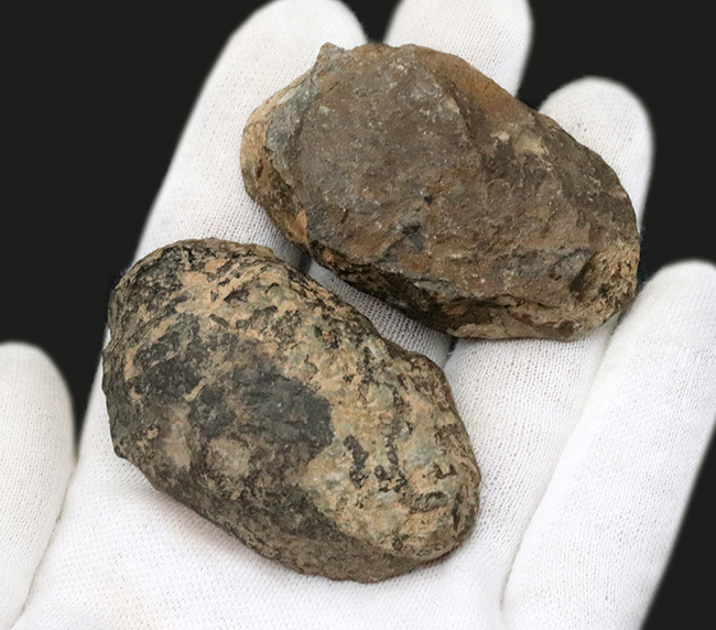 謎多きサンゴの一種、コニュラリア(Conularia)のネガポジ化石(その4)