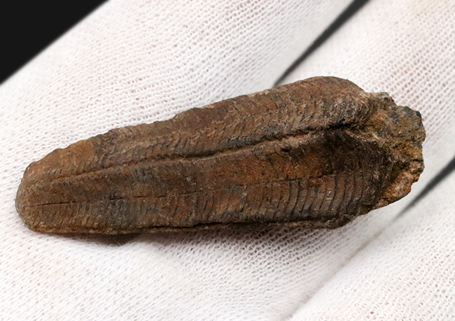 謎多きサンゴの一種、コニュラリア(Conularia)のネガポジ化石(その5)