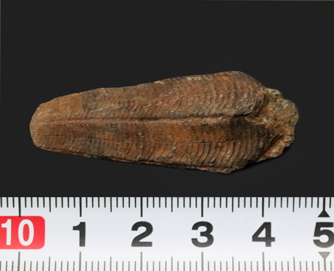 謎多きサンゴの一種、コニュラリア（Conularia）のネガポジ化石（その7）