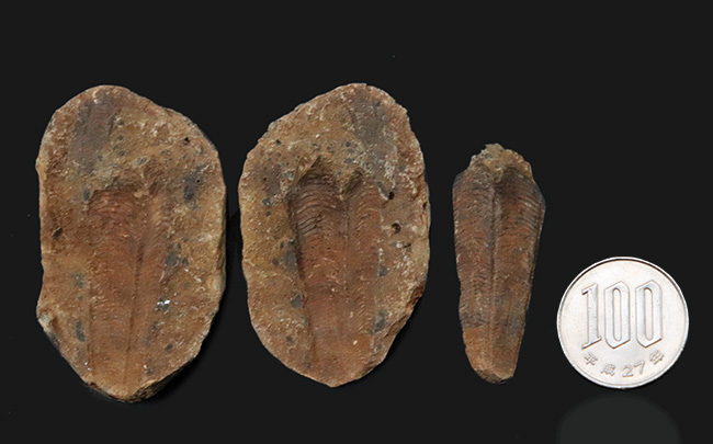 謎多きサンゴの一種、コニュラリア（Conularia）のネガポジ化石（その8）