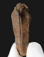 謎多きサンゴの一種、コニュラリア（Conularia）のネガポジ化石