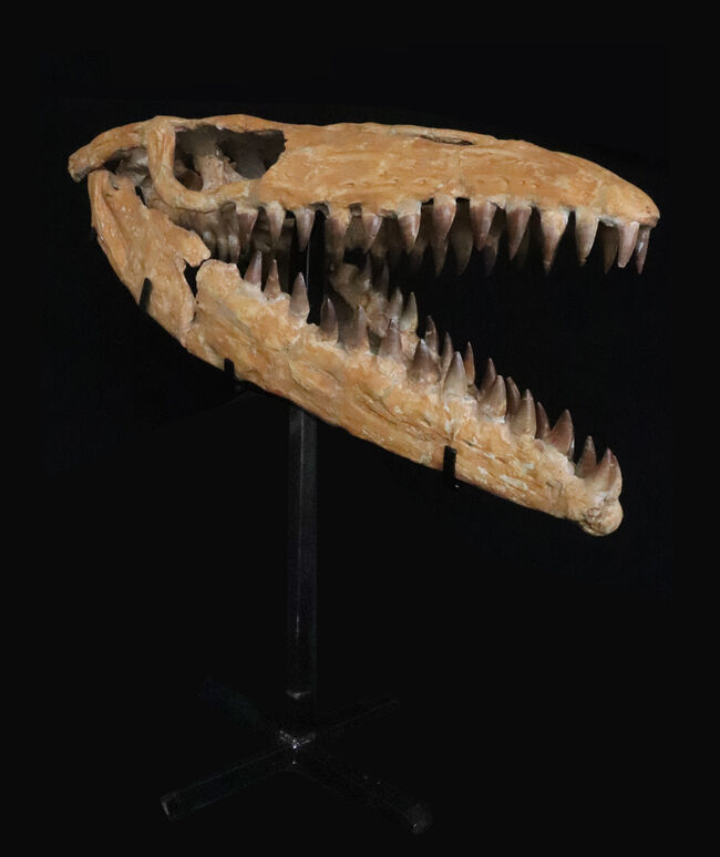 【希少‼︎】Meyerella magna えびの化石 白亜紀　1億1800万年前 状態良好な絶滅した白亜紀のエビ化石(Carpopenaeus callirostris) 化石