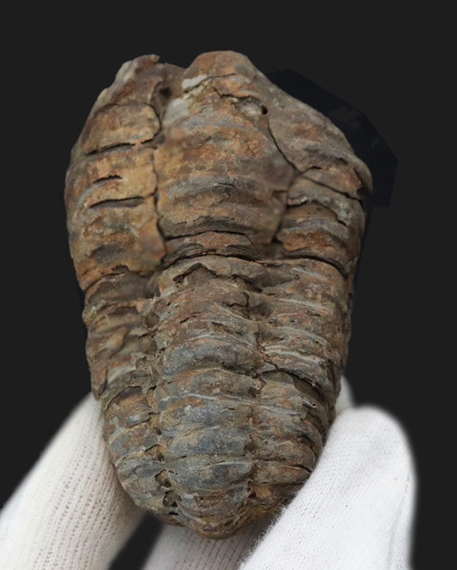ビッグサイズ！古生代オルドビス紀２棲息していた、芋虫のような原始的な三葉虫、ディアカリメネ・ウーズレグイ（Diacalymene ouzregui）の大型標本（その1）
