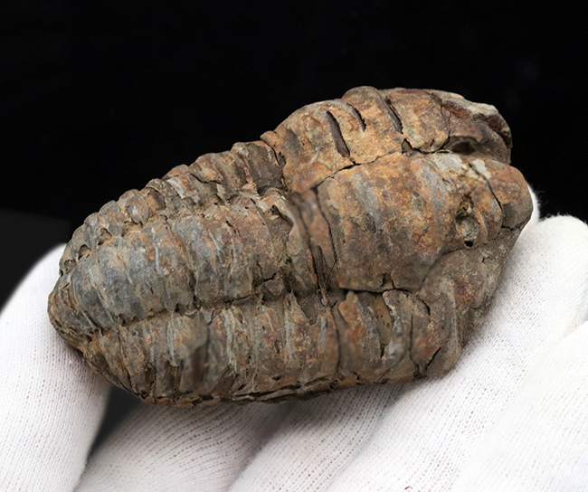 ビッグサイズ！古生代オルドビス紀２棲息していた、芋虫のような原始的な三葉虫、ディアカリメネ・ウーズレグイ（Diacalymene ouzregui）の大型標本（その2）