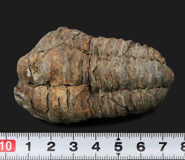 ビッグサイズ！古生代オルドビス紀２棲息していた、芋虫のような原始的な三葉虫、ディアカリメネ・ウーズレグイ（Diacalymene ouzregui）の大型標本（その5）