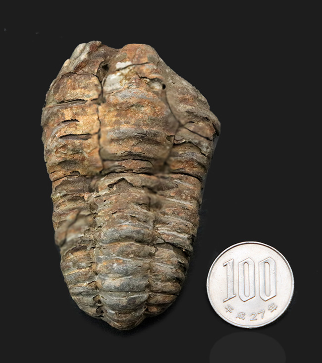 ビッグサイズ！古生代オルドビス紀２棲息していた、芋虫のような原始的な三葉虫、ディアカリメネ・ウーズレグイ（Diacalymene ouzregui）の大型標本（その6）
