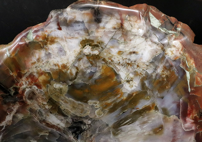 これぞ化石セブンクオリティ!横幅、厚み、重量、保存状態、色彩の豊富さ、色鮮やかさ、どれをとっても、化石セブン史上最高の珪化木(Petrified wood)(その2)