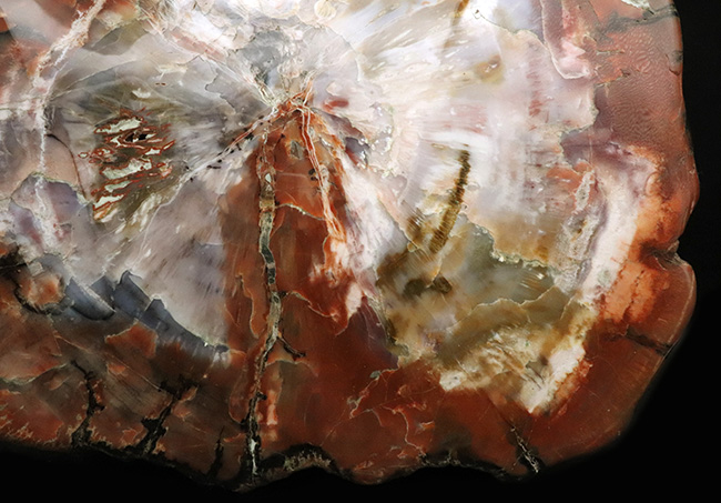 これぞ化石セブンクオリティ！横幅、厚み、重量、保存状態、色彩の豊富