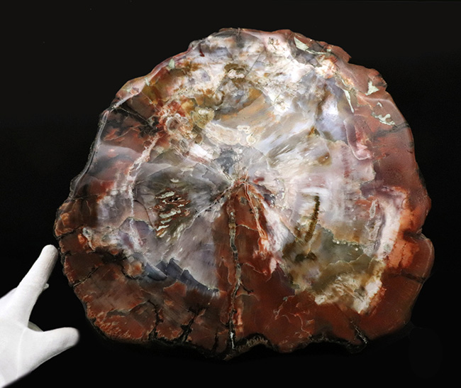 これぞ化石セブンクオリティ!横幅、厚み、重量、保存状態、色彩の豊富さ、色鮮やかさ、どれをとっても、化石セブン史上最高の珪化木(Petrified wood)(その7)