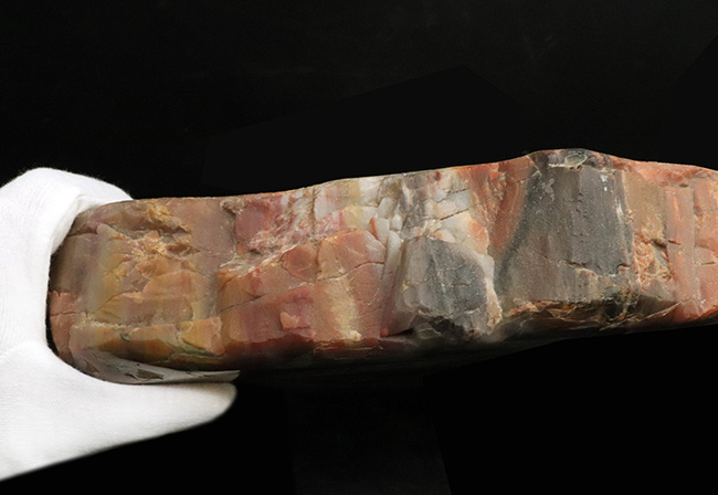 これぞ化石セブンクオリティ!横幅、厚み、重量、保存状態、色彩の豊富さ、色鮮やかさ、どれをとっても、化石セブン史上最高の珪化木(Petrified wood)(その9)