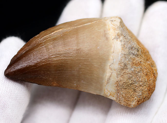 強大なモササウルスのグループであるプログナソドンの極めて上質かつ巨大な歯化石(その6)