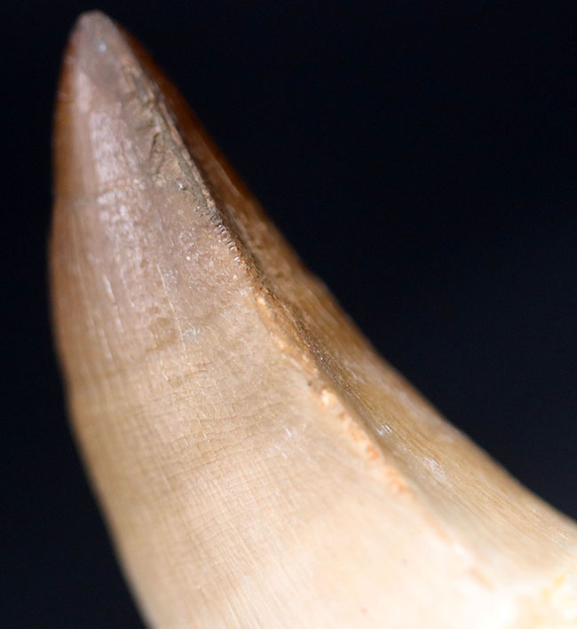 強大なモササウルスのグループであるプログナソドンの極めて上質かつ巨大な歯化石(その7)