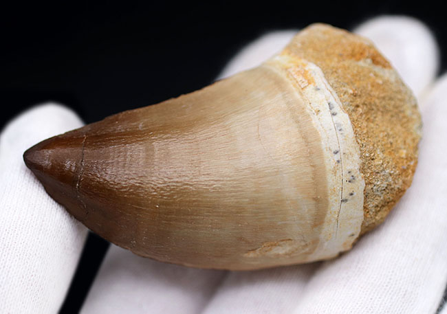 強大なモササウルスのグループであるプログナソドンの極めて上質かつ巨大な歯化石(その9)