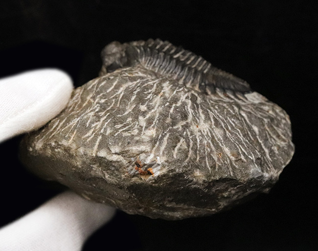 三葉虫　Coltraneia oufatenensis　化石　鉱物 三葉虫 Coltraneia oufatenensis 化石 鉱物 - メルカリ