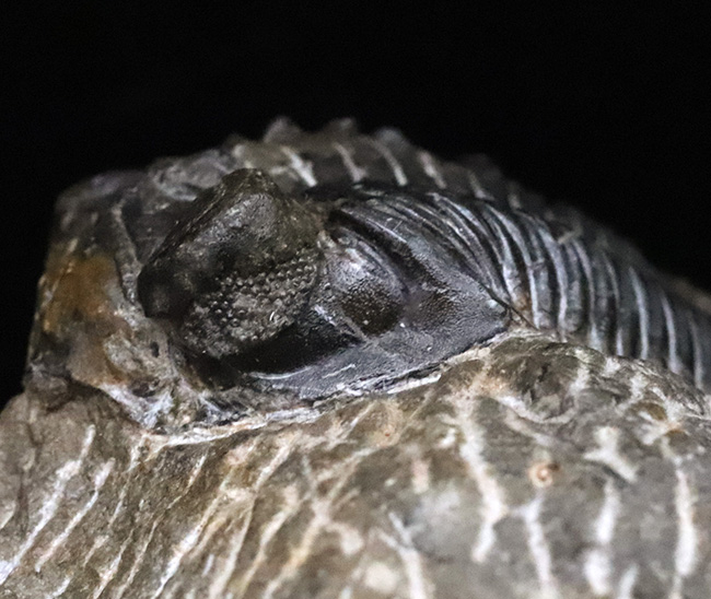 久々の登場！大きな眼と美しい体節が特徴の三葉虫、コルトラネイア