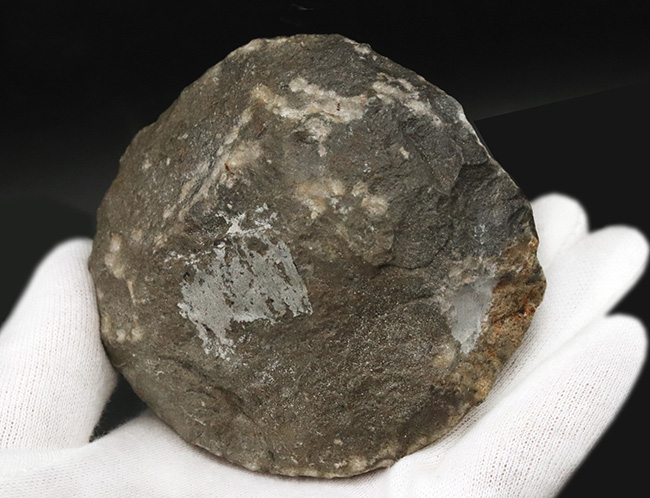 久々の登場！大きな眼と美しい体節が特徴の三葉虫、コルトラネイア