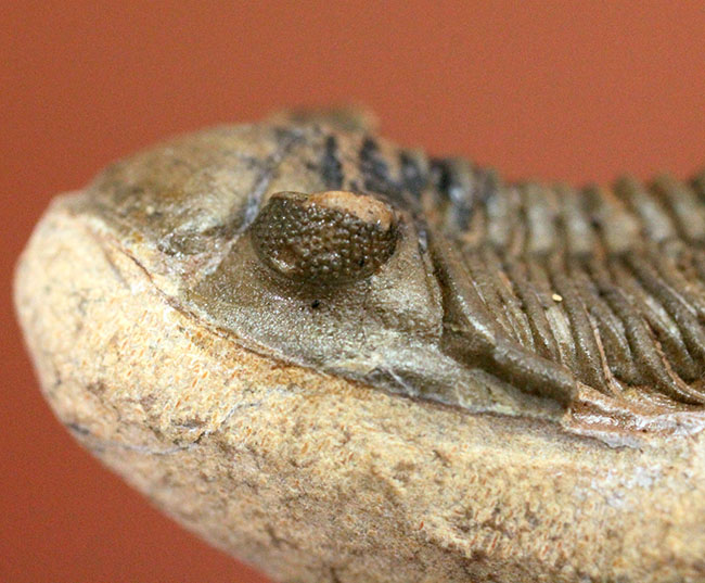 小さすぎて独立した珍しい三葉虫、モロッコ産ファコプス目三葉虫ミニクリファエウス（Minicryphaeus）。クリフィナの名で呼ばれていたことも。（その10）