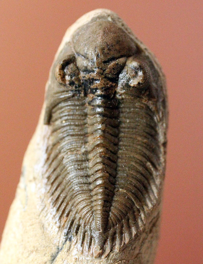 小さすぎて独立した珍しい三葉虫、モロッコ産ファコプス目三葉虫ミニクリファエウス（Minicryphaeus）。クリフィナの名で呼ばれていたことも。（その12）