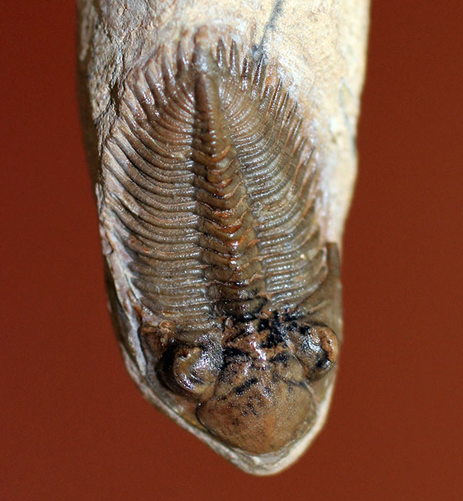 小さすぎて独立した珍しい三葉虫、モロッコ産ファコプス目三葉虫ミニクリファエウス（Minicryphaeus）。クリフィナの名で呼ばれていたことも。（その13）
