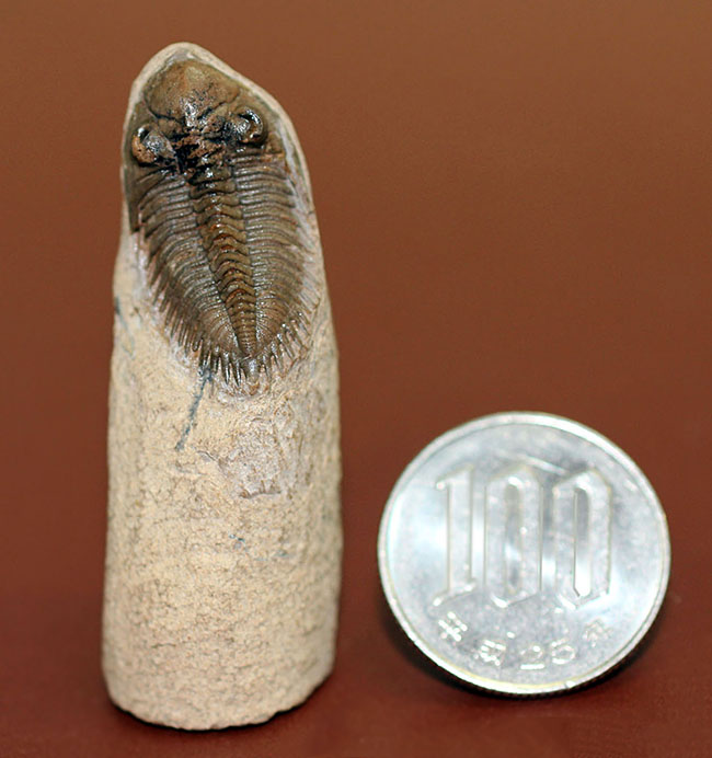 小さすぎて独立した珍しい三葉虫、モロッコ産ファコプス目三葉虫ミニクリファエウス（Minicryphaeus）。クリフィナの名で呼ばれていたことも。（その14）