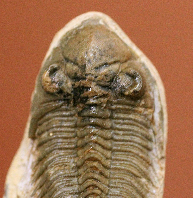 小さすぎて独立した珍しい三葉虫、モロッコ産ファコプス目三葉虫ミニクリファエウス（Minicryphaeus）。クリフィナの名で呼ばれていたことも。（その3）