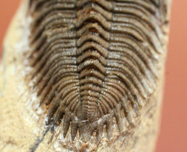 小さすぎて独立した珍しい三葉虫、モロッコ産ファコプス目三葉虫ミニクリファエウス（Minicryphaeus）。クリフィナの名で呼ばれていたことも。（その4）