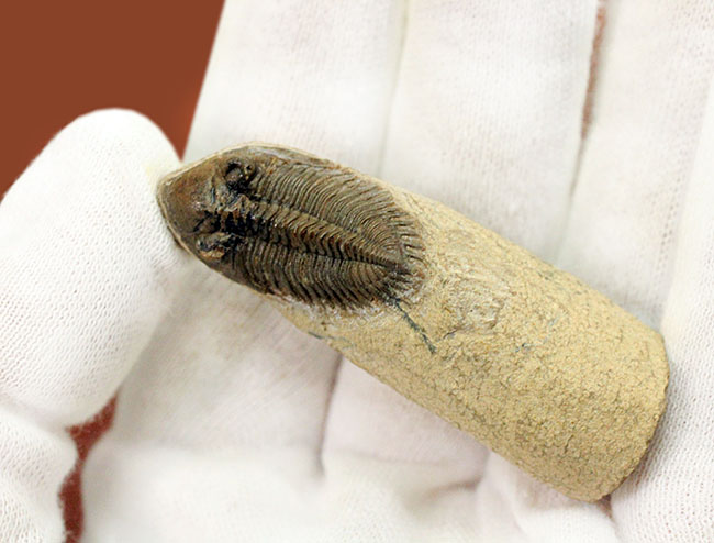 小さすぎて独立した珍しい三葉虫、モロッコ産ファコプス目三葉虫ミニクリファエウス(Minicryphaeus)。クリフィナの名で呼ばれていたことも。(その5)