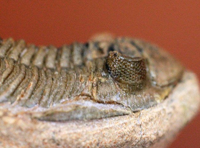 小さすぎて独立した珍しい三葉虫、モロッコ産ファコプス目三葉虫ミニクリファエウス（Minicryphaeus）。クリフィナの名で呼ばれていたことも。（その7）