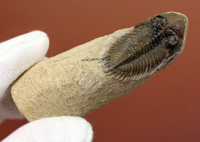 小さすぎて独立した珍しい三葉虫、モロッコ産ファコプス目三葉虫ミニクリファエウス（Minicryphaeus）。クリフィナの名で呼ばれていたことも。（その8）
