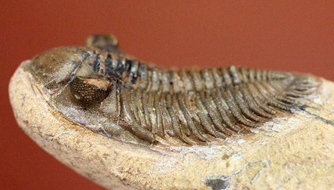 小さすぎて独立した珍しい三葉虫、モロッコ産ファコプス目三葉虫ミニクリファエウス（Minicryphaeus）。クリフィナの名で呼ばれていたことも。（その9）