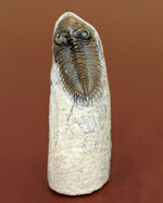 小さすぎて独立した珍しい三葉虫、モロッコ産ファコプス目三葉虫ミニクリファエウス（Minicryphaeus）。クリフィナの名で呼ばれていたことも。
