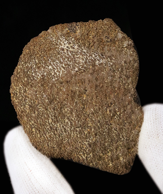 ひときわ大きく厚い殻を備えた、サルタサウルス（Saltasaurus／ティタノサウルス類）の卵殻化石（その1）