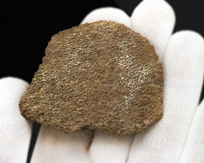 ひときわ大きく厚い殻を備えた、サルタサウルス（Saltasaurus／ティタノサウルス類）の卵殻化石（その3）