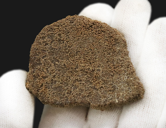 ひときわ大きく厚い殻を備えた、サルタサウルス（Saltasaurus／ティタノサウルス類）の卵殻化石（その4）