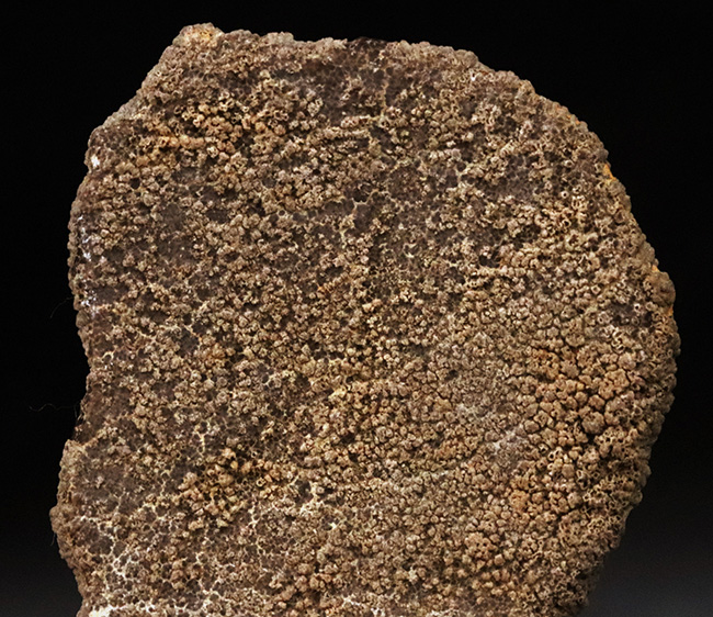 ひときわ大きく厚い殻を備えた、サルタサウルス（Saltasaurus／ティタノサウルス類）の卵殻化石（その5）