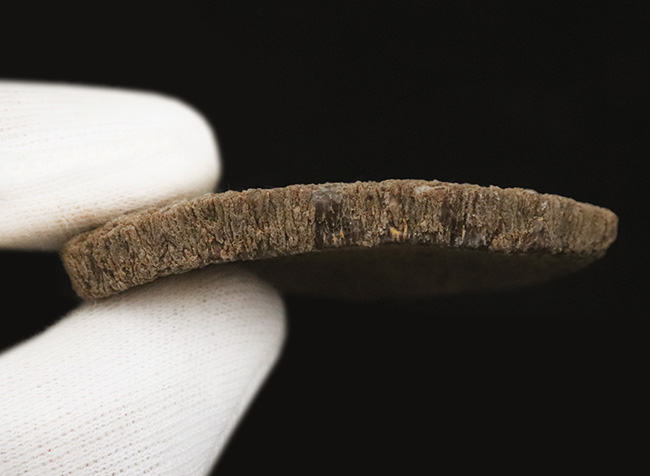 ひときわ大きく厚い殻を備えた、サルタサウルス（Saltasaurus／ティタノサウルス類）の卵殻化石（その6）