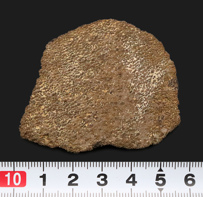 ひときわ大きく厚い殻を備えた、サルタサウルス（Saltasaurus／ティタノサウルス類）の卵殻化石（その7）