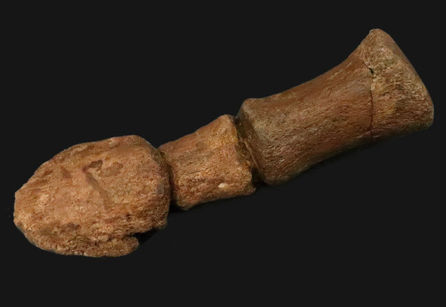 これは一生モノのお宝！パーフェクトな3連結標本！ヘルクリーク累層、エドモントサウルス（Edmontosaurus）の趾化石（その1）