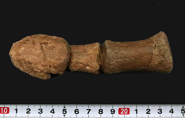 これは一生モノのお宝！パーフェクトな3連結標本！ヘルクリーク累層、エドモントサウルス（Edmontosaurus）の趾化石（その10）