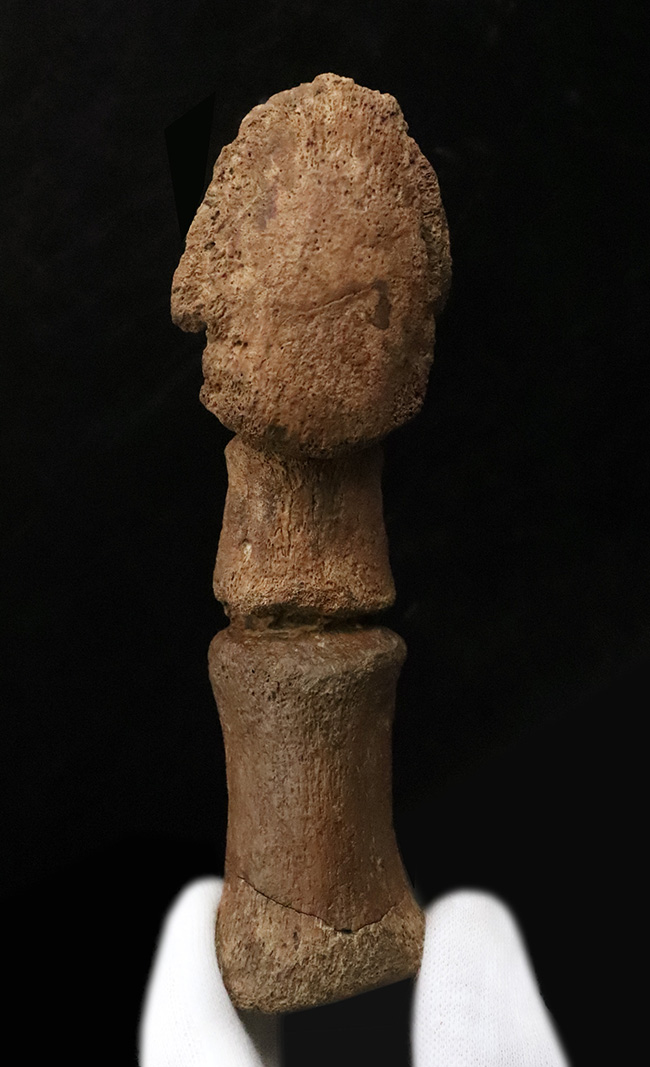 これは一生モノのお宝！パーフェクトな3連結標本！ヘルクリーク累層、エドモントサウルス（Edmontosaurus）の趾化石（その2）