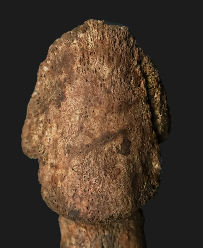 これは一生モノのお宝！パーフェクトな3連結標本！ヘルクリーク累層、エドモントサウルス（Edmontosaurus）の趾化石（その3）