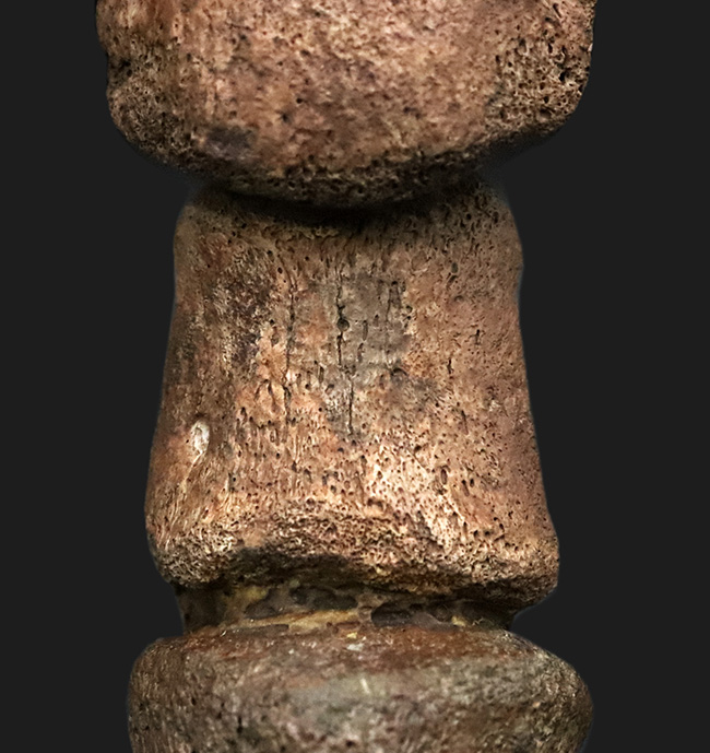 これは一生モノのお宝！パーフェクトな3連結標本！ヘルクリーク累層、エドモントサウルス（Edmontosaurus）の趾化石（その4）