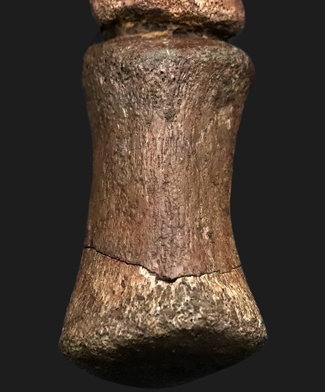 これは一生モノのお宝！パーフェクトな3連結標本！ヘルクリーク累層、エドモントサウルス（Edmontosaurus）の趾化石（その5）