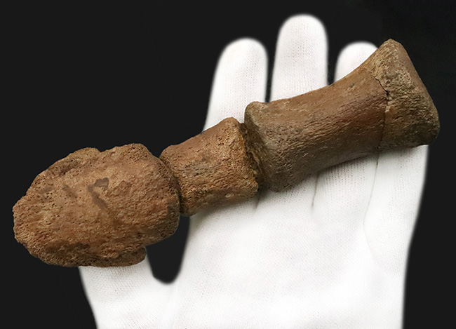 これは一生モノのお宝！パーフェクトな3連結標本！ヘルクリーク累層、エドモントサウルス（Edmontosaurus）の趾化石（その6）