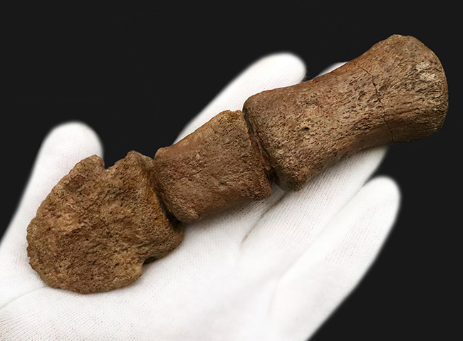 これは一生モノのお宝！パーフェクトな3連結標本！ヘルクリーク累層、エドモントサウルス（Edmontosaurus）の趾化石（その7）