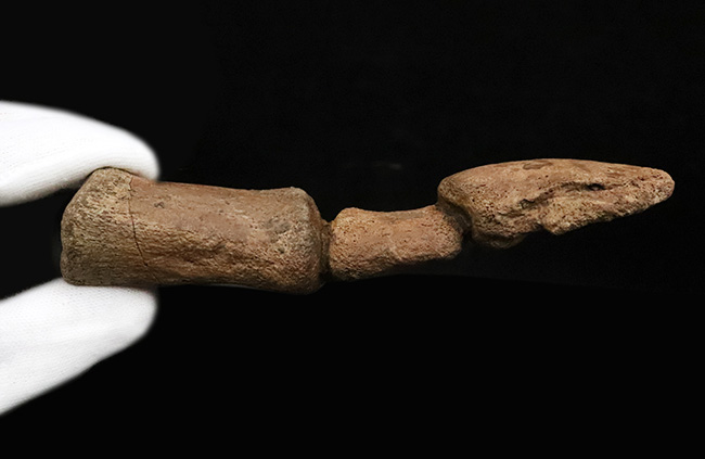 これは一生モノのお宝！パーフェクトな3連結標本！ヘルクリーク累層、エドモントサウルス（Edmontosaurus）の趾化石（その8）