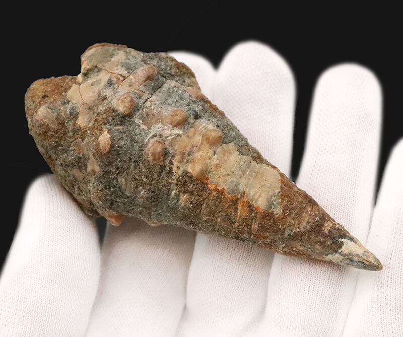 約1600万年前、南国の海だった証……8.7cmに達する極めて大きな岡山県産ビカリア（Vicarya）化石（その2）