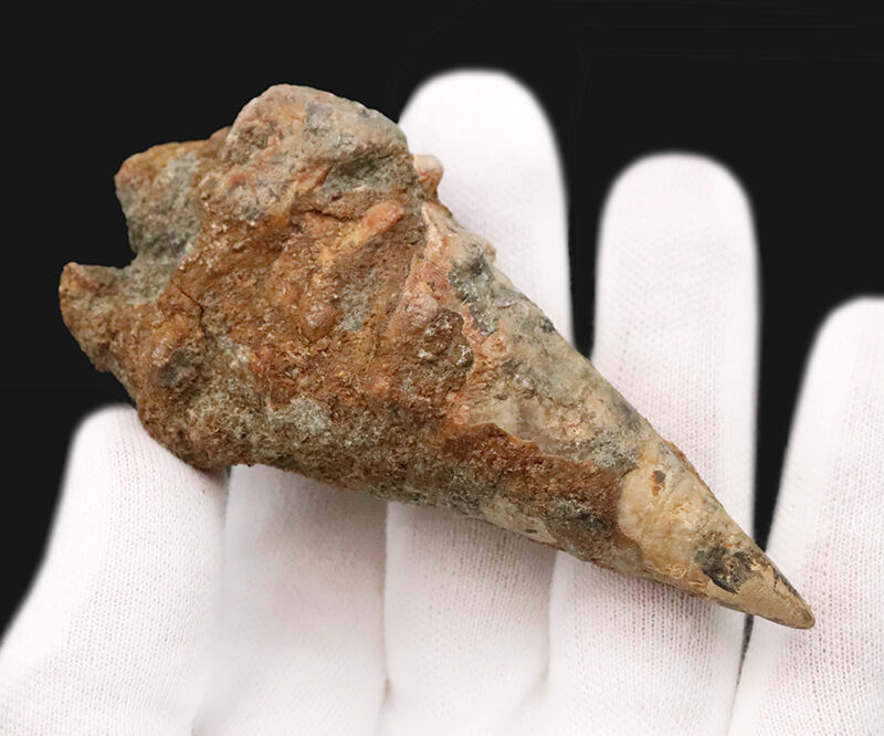 約1600万年前、南国の海だった証……8.7cmに達する極めて大きな岡山県産ビカリア（Vicarya）化石（その3）
