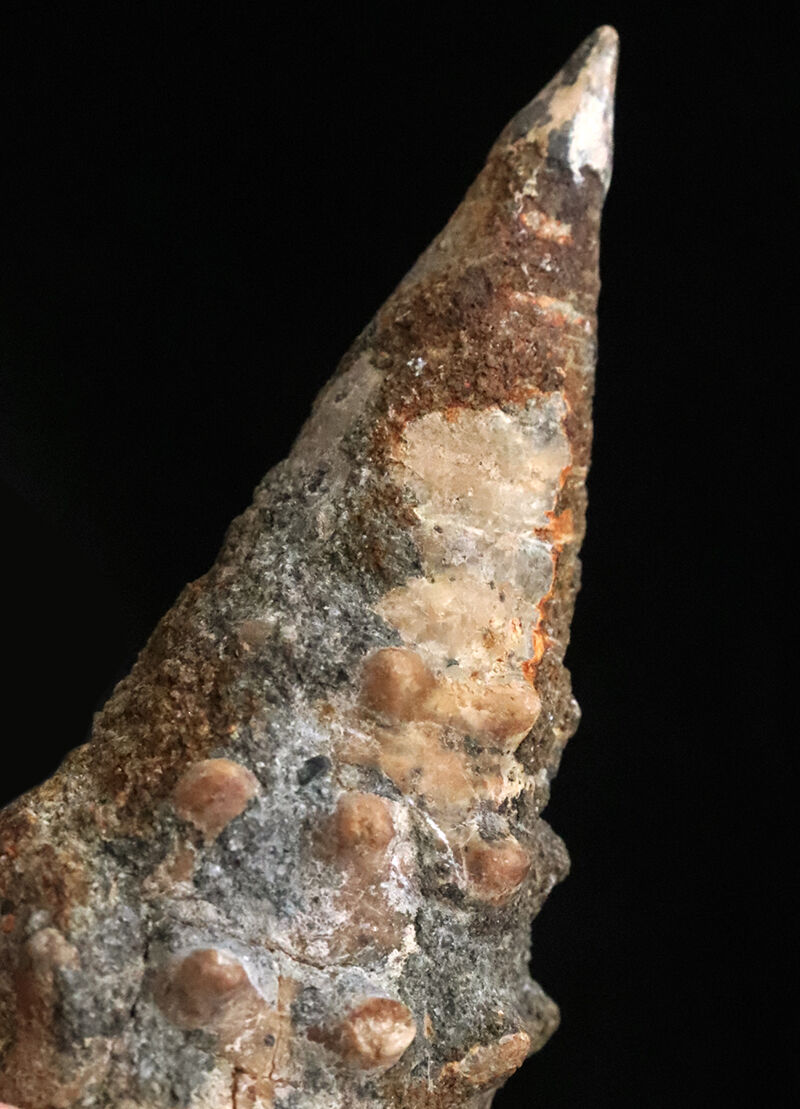 約1600万年前、南国の海だった証……8.7cmに達する極めて大きな岡山県産ビカリア（Vicarya）化石（その4）